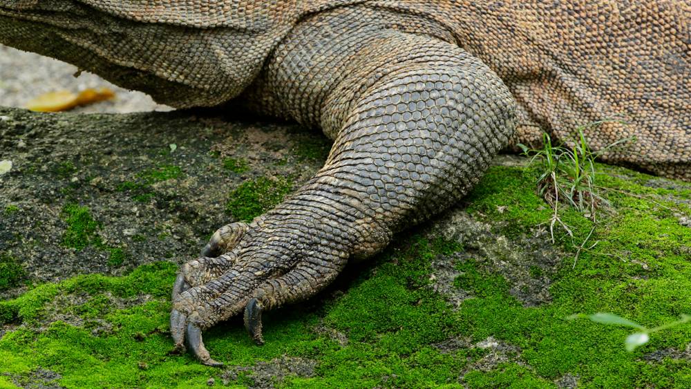 Scales of a Komodo dragon